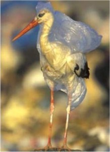 Aves y animales marinos mueren ahogados en bolsas plásticas